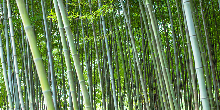Sinis Bamboo industria incipit novum iter